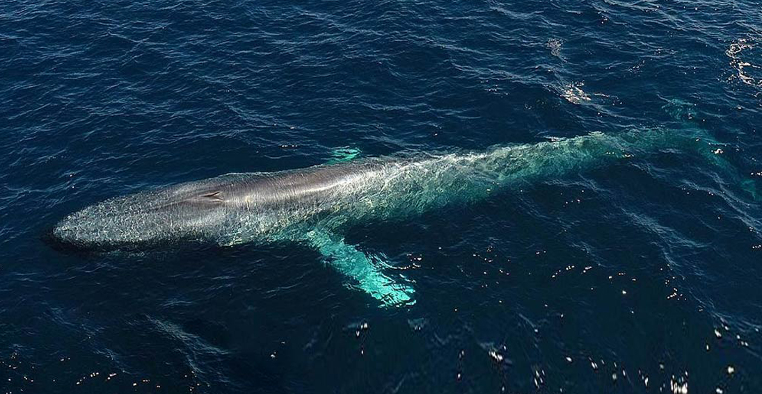 Maverick Helicopters' Heli-Marine Expedition featuring a view of majestic sea life